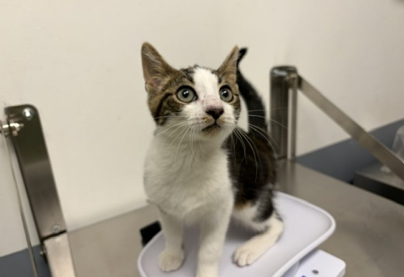 Kitten Berkel