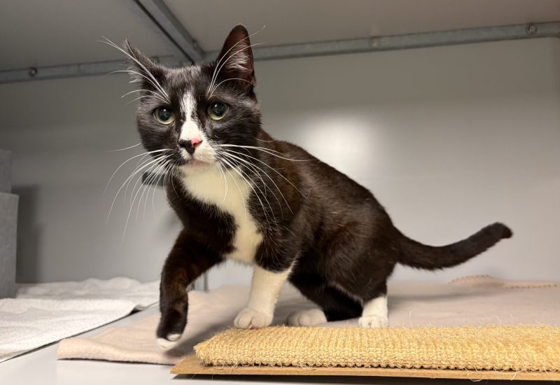 Gevonden kat gouderak Markus