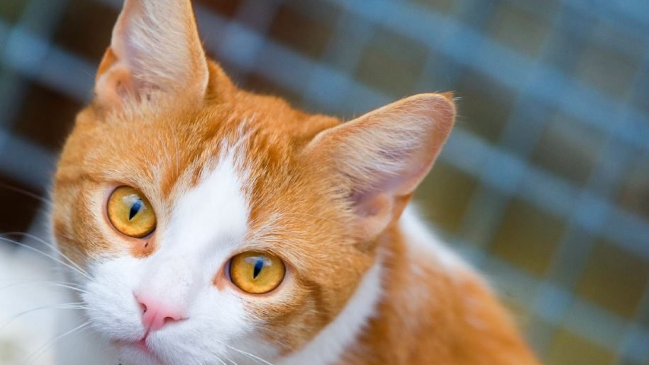 Voorkom kittens, laat je kater castreren!