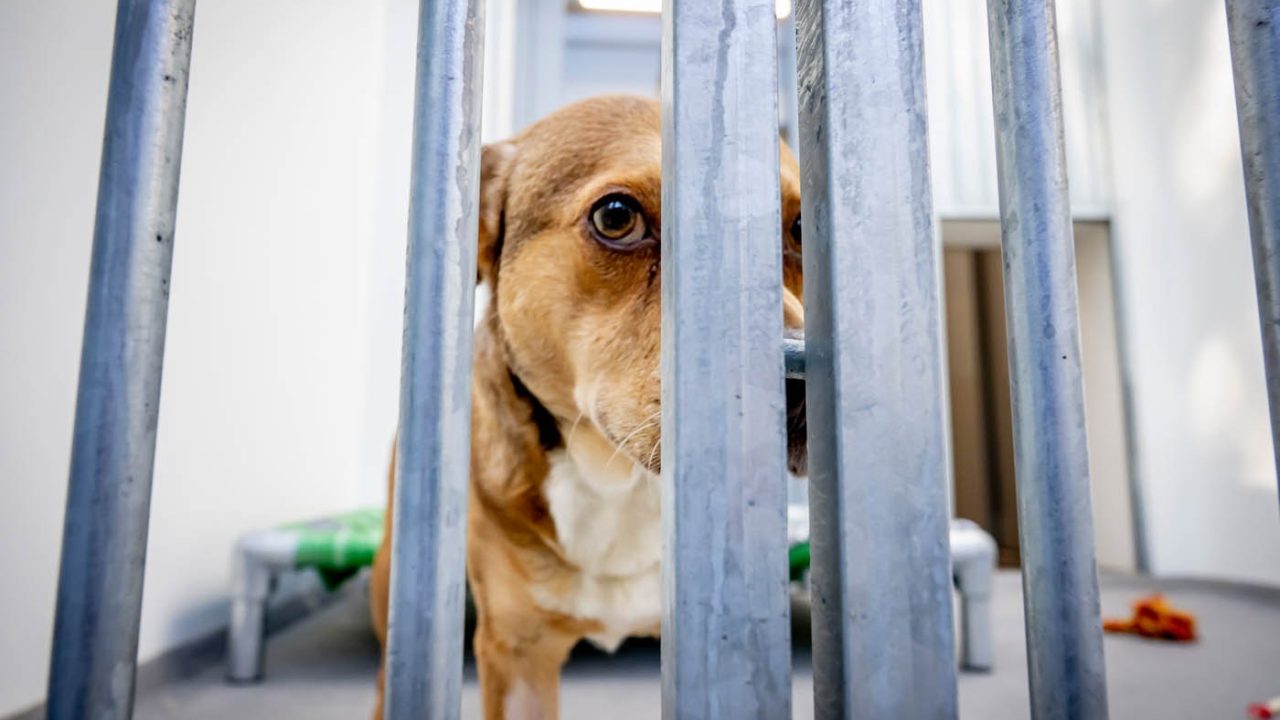 Minimax Dierenartspraktijk gesloten