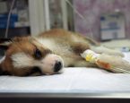 I Stock 819632422 parvo pup 2