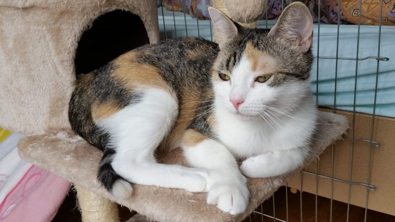 Help Rotterdamse dieren