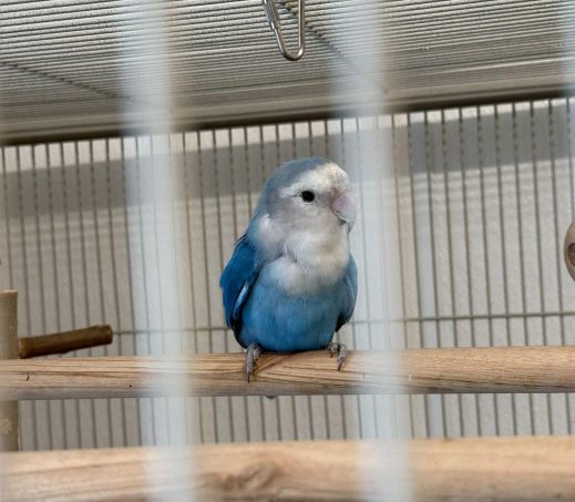 Agapornis