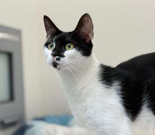 Archie