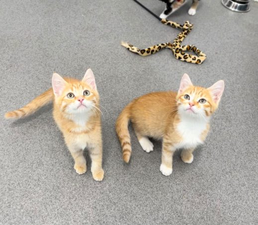 Otis, Olaf, Olive en Opal