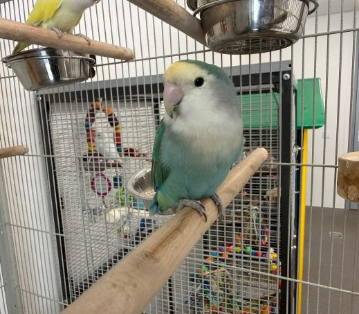 Advocado