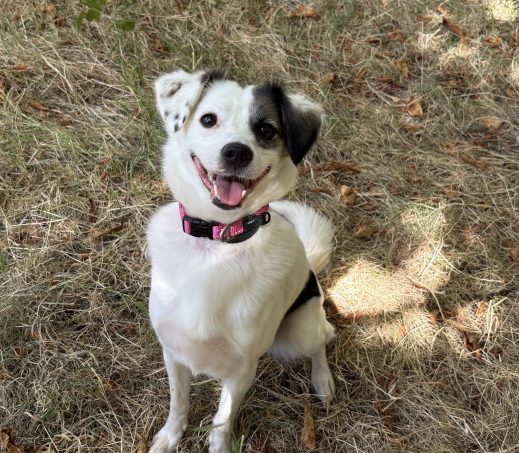 Pippa