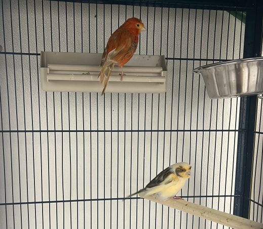 Piri en Kiri