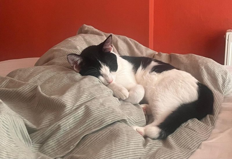 Cleo2
