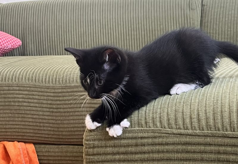 Milo1
