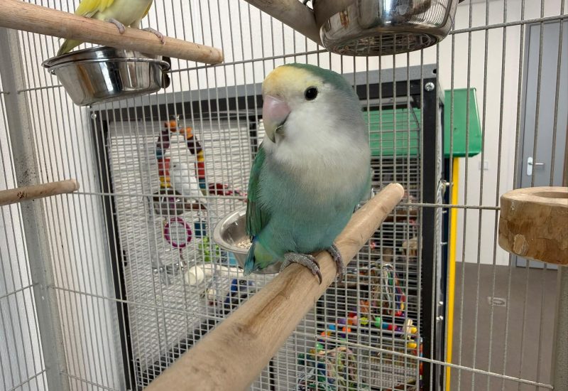 Advocado