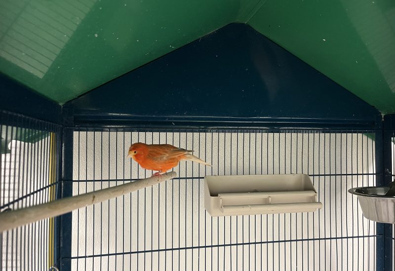 Kiri 2