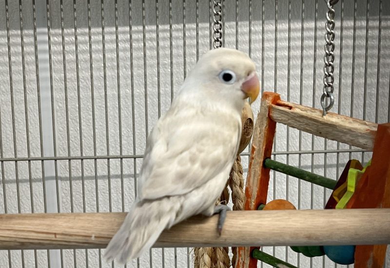 Mango tje