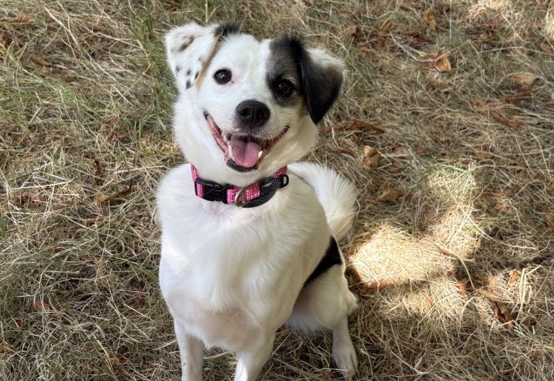 Pippa 1