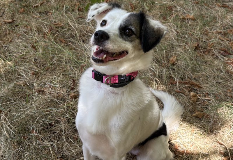 Pippa 3