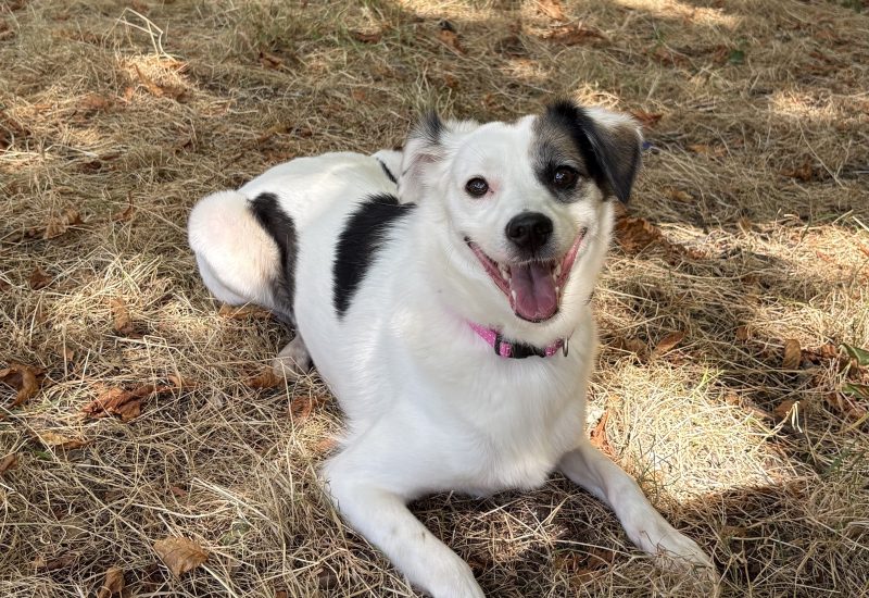 Pippa 4