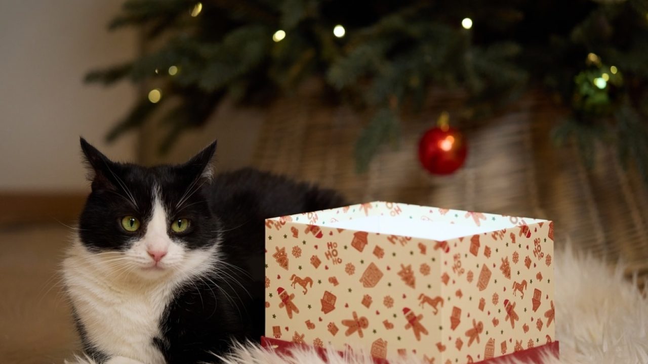 Een kerstkadootje voor de asieldieren?