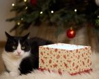 Christmas cat 1382643