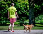 Hond bal