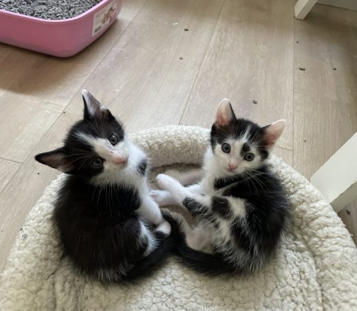 Kittens Comet & Sirius (In gastgezin)