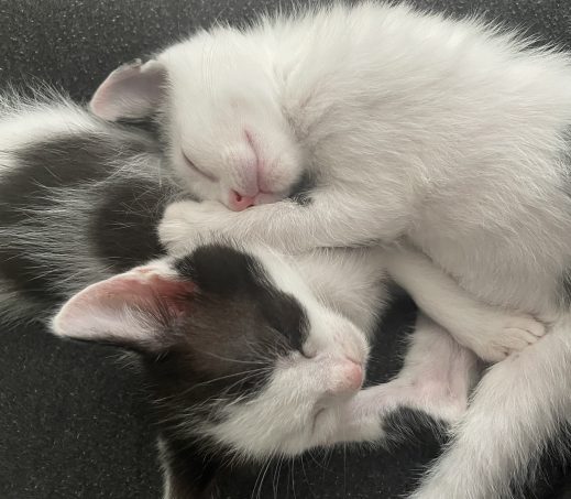 Kittens Cosmo en Orion (in gastgezin)