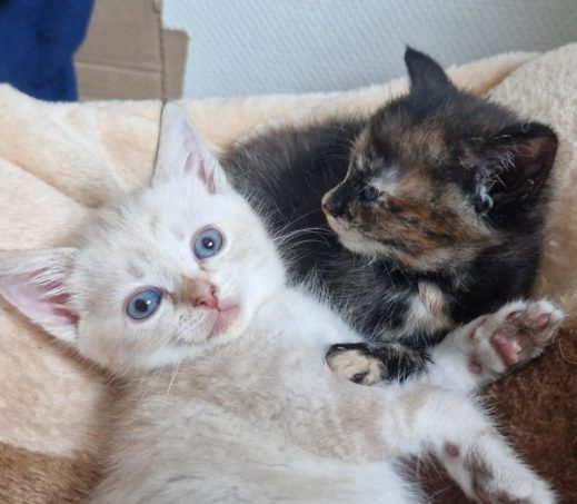 Figaro & Toulouse (In gastgezin)
