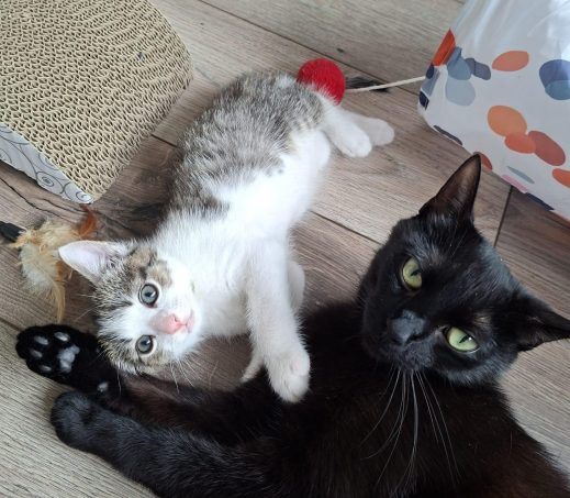 Mamapoes Zola & kitten Zuki (in gastgezin)