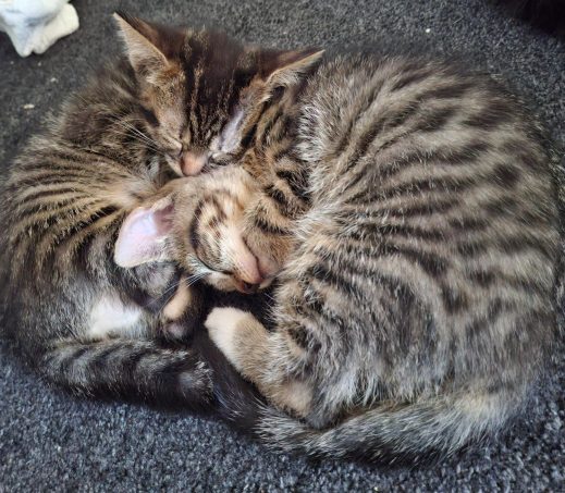 Kittens Zinzi & Zaya (in gastgezin)