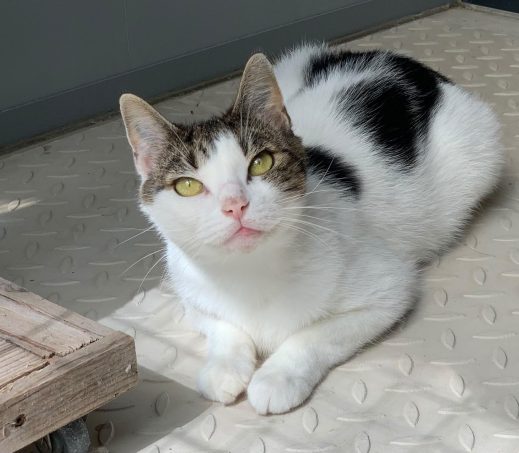 Kiki