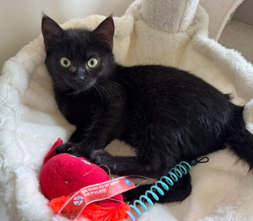 Kitten Juno (In gastgezin)