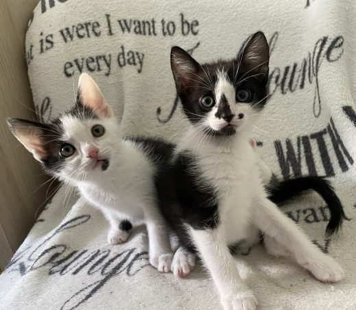 Kittens Luna & Stella (In gastgezin)