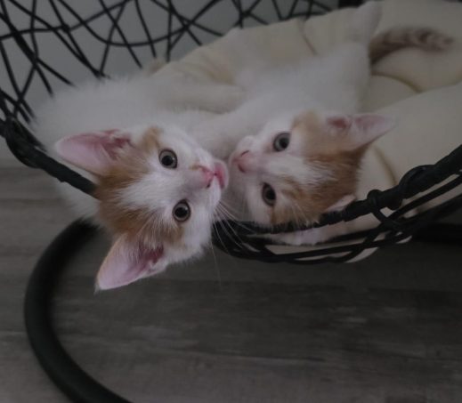Kittens Mace & Basil (In gastgezin)