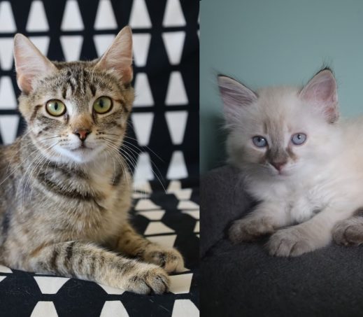 Mama Mochi & Kitten Marie (In gastgezin)