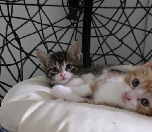 Kittens Salt & Parsley (in gastgezin)