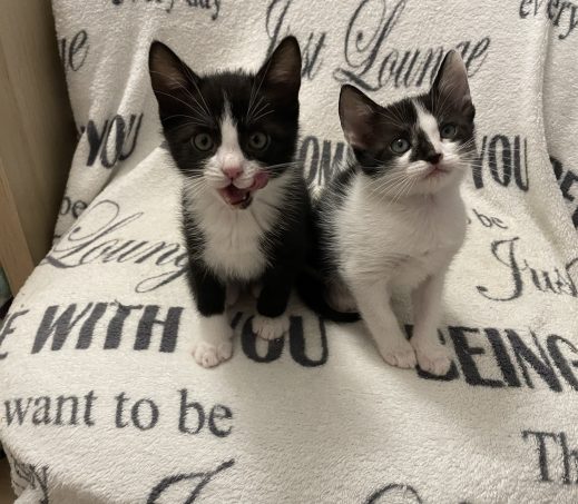Kittens Nova & Sky (In gastgezin)