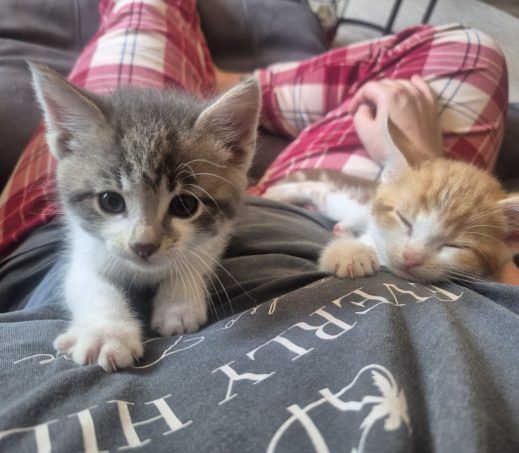 Kittens Laurel & Hardy (In gastgezin)