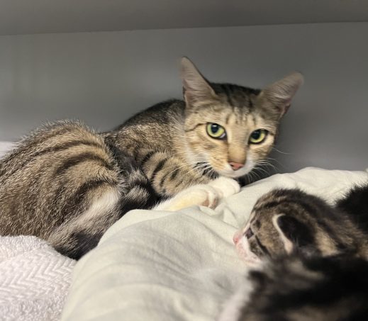 zwerfkat met 6 kittens