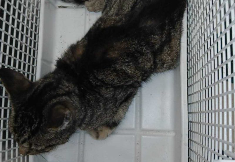 1198144 Overleden kat M599422 2