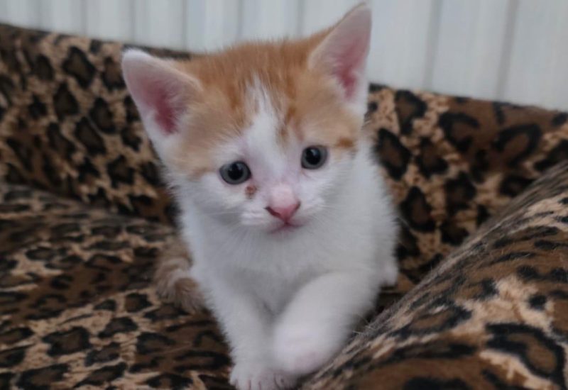 Basil