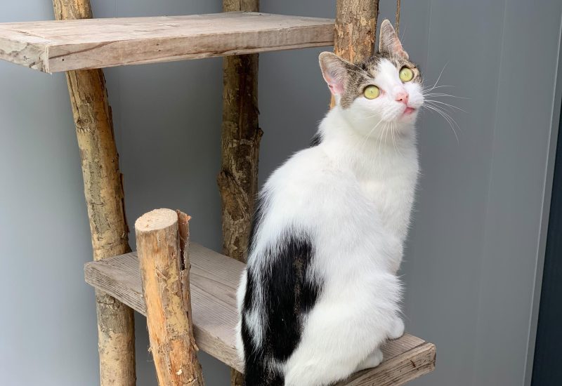 IMG 20260805 WA0013