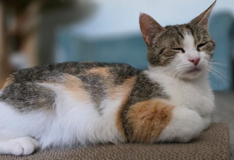 Mama pepper