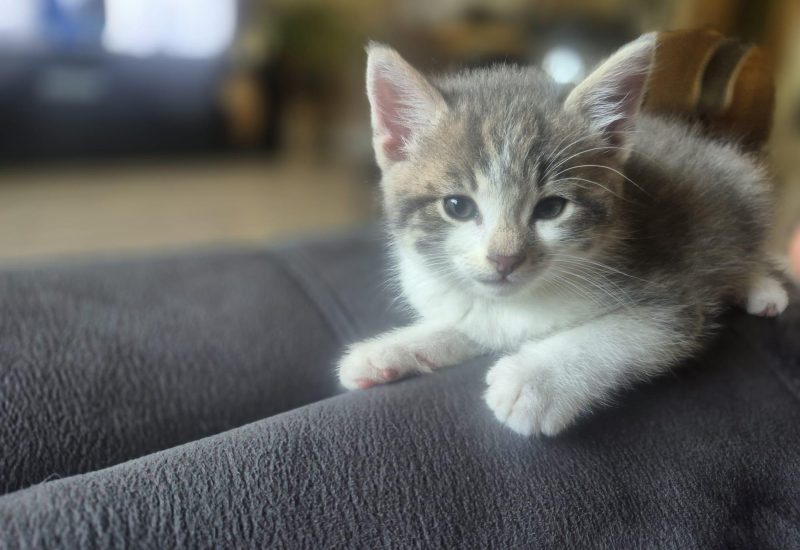 Whats App Image 2026 08 11 at 11 40 43 5