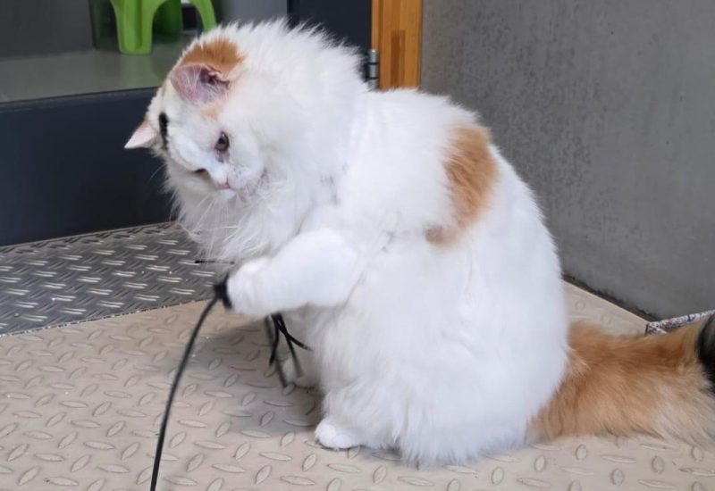 Diva1