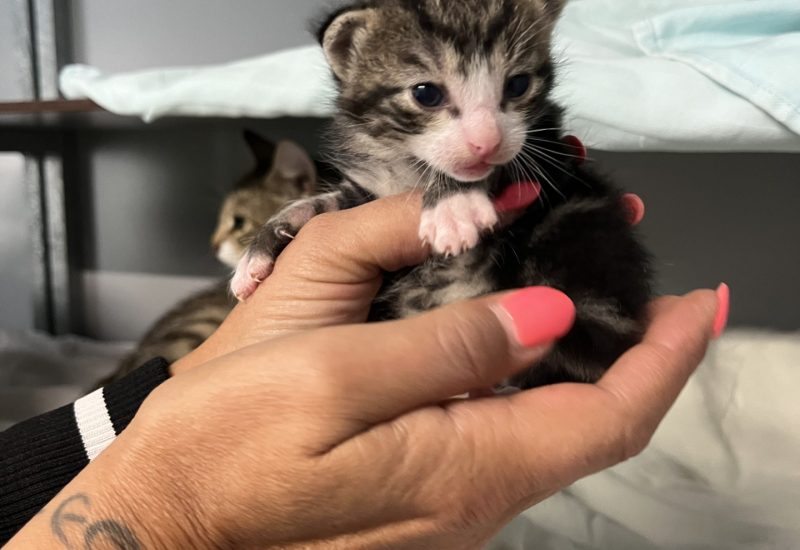 Kitten1