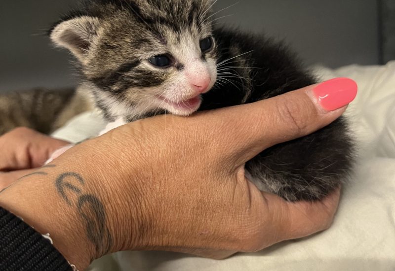 Kitten2