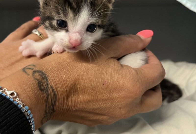 Kitten3