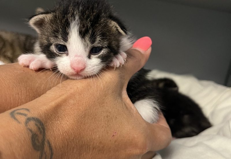 Kitten4