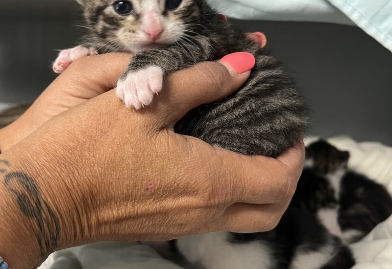 Kitten5
