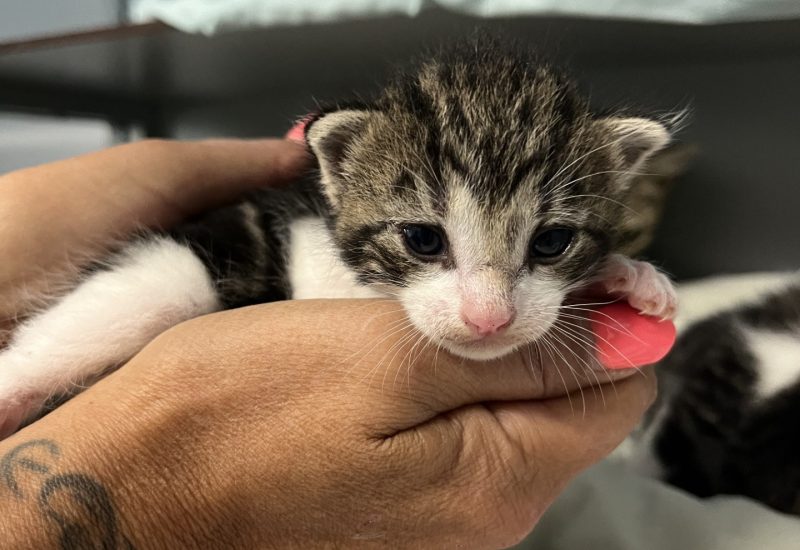 Kitten6