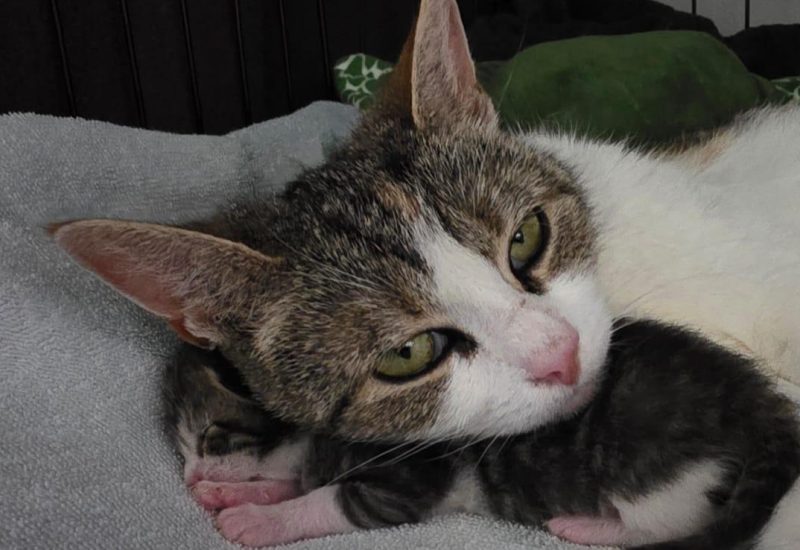 Pepper 3